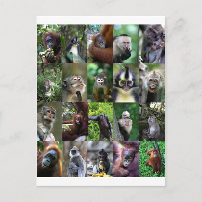 Monkey primate montage postcard (Front)