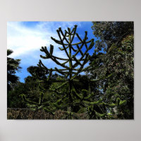 Monkey Puzzle Tree #1 Poster