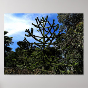 Monkey Puzzle Tree #1 Poster