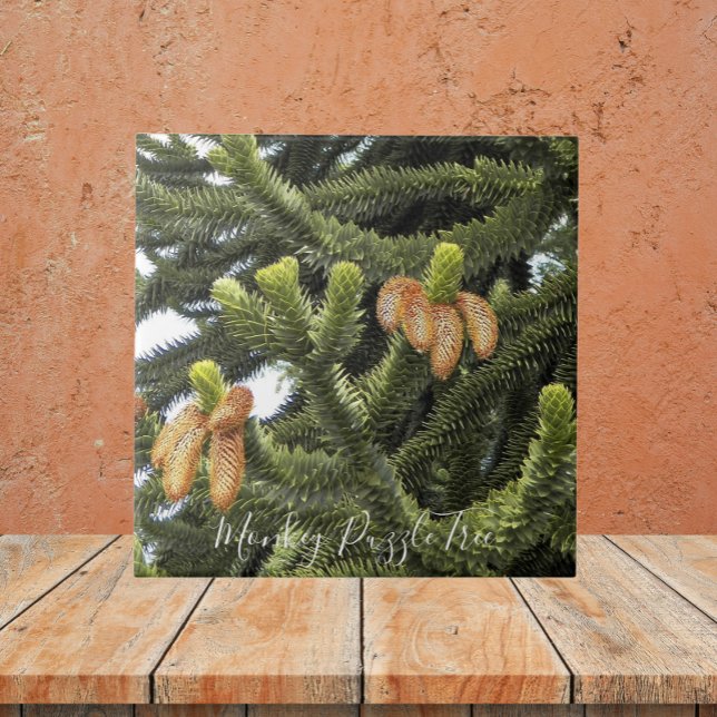 Monkey Puzzle Tree Botanical Tile (In Situ)