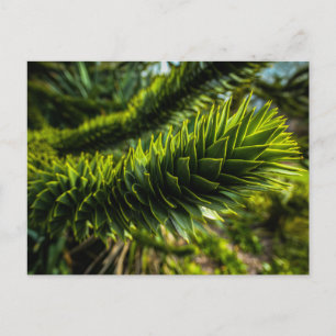 Monkey Puzzle Tree - Tree Photography Postcard