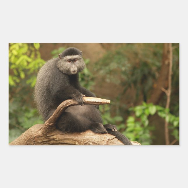Monkey Rectangle Sticker (Front)