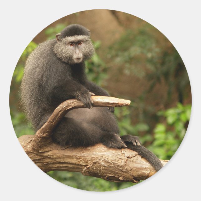 Monkey  Round Sticker (Front)