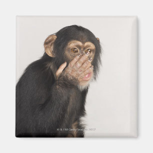 Monkey rubbing its face magnet