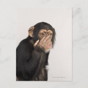 Monkey rubbing its face postcard