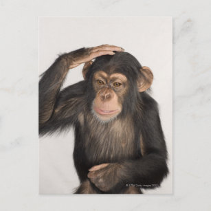 Monkey scratching its head postcard
