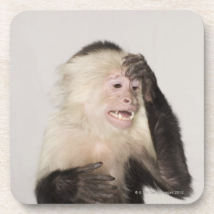 Monkey scratching itself coaster