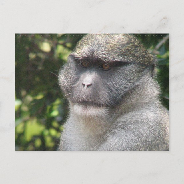 Monkey See, Monkey Do Postcard (Front)