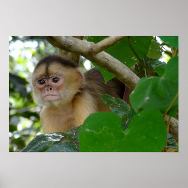 Monkey See... Poster (Front)