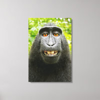 Monkey Selfie
