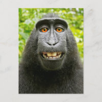 Monkey Selfie