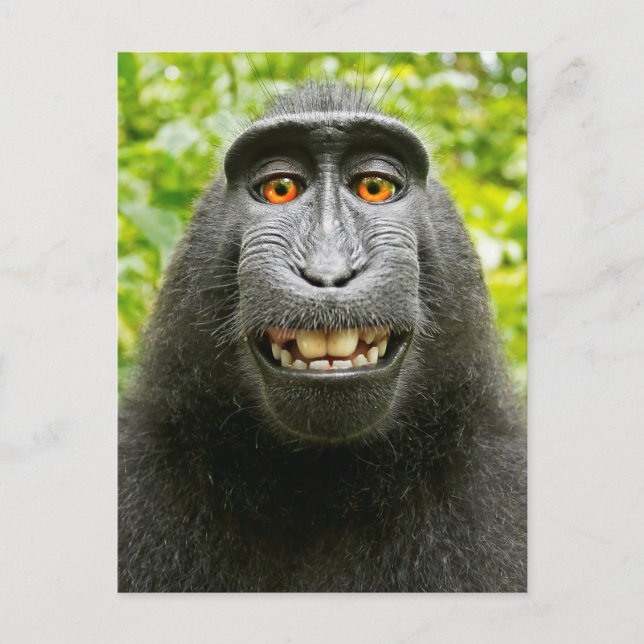 Monkey Selfie Postcard (Front)