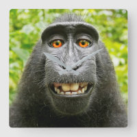 Monkey Selfie