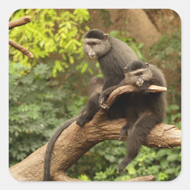 Monkey  Square Sticker (Front)