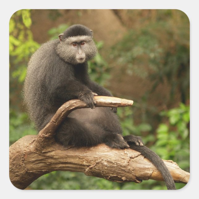 Monkey  Square Sticker (Front)