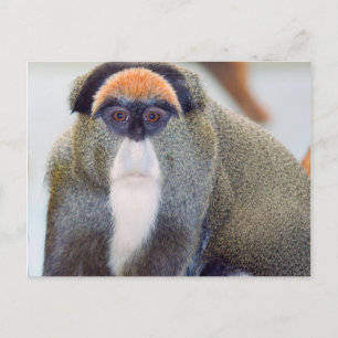 Monkey Stare L Postcard