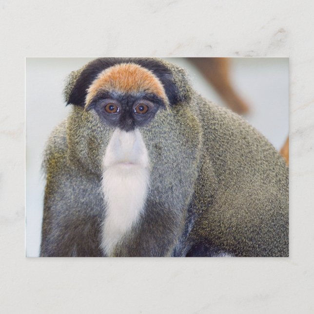 Monkey Stare L Postcard (Front)