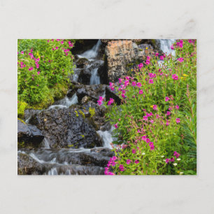 Monkeyflowers Along Lunch Creek In Glacier Postcard