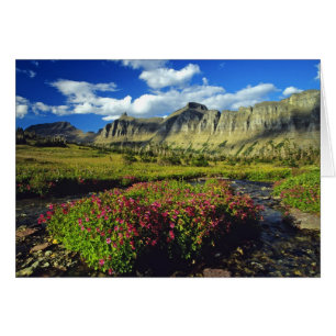 Monkeyflowers at Logan Pass in Glacier National