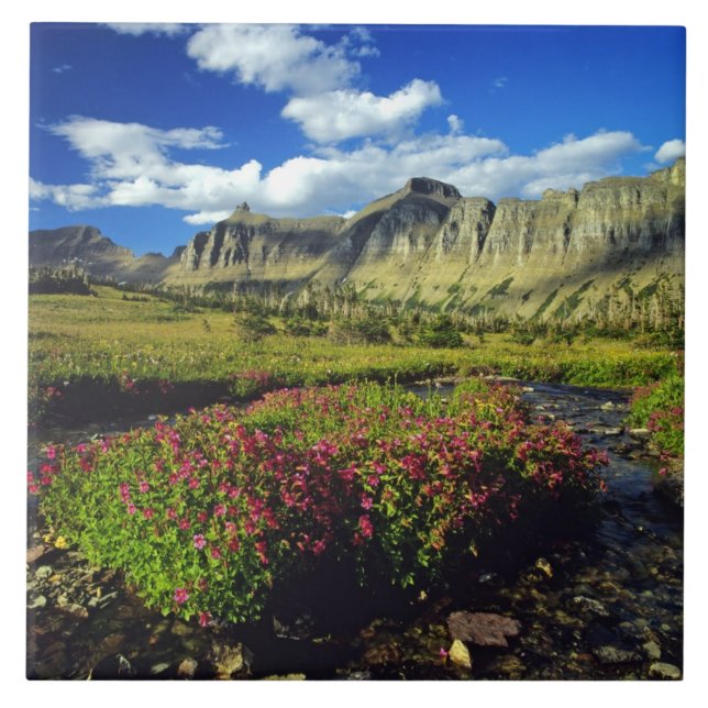 Monkeyflowers at Logan Pass in Glacier National Tile (Front)