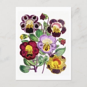 Monkeyflowers Vintage Botanical Postcard