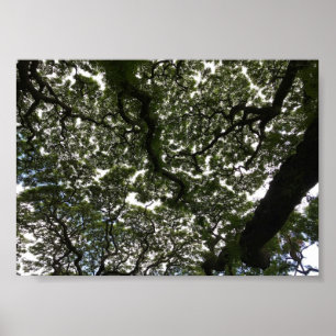 Monkeypod leaves poster