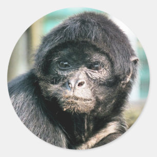 MONKEYS CLASSIC ROUND STICKER