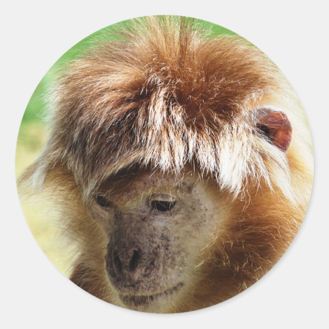 MONKEYS CLASSIC ROUND STICKER (Front)