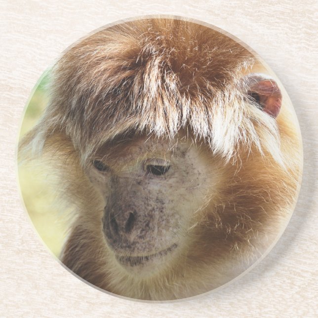 MONKEYS COASTER (Front)