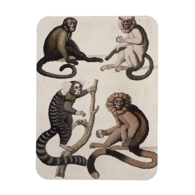 Monkeys (colour litho) magnet (Vertical)