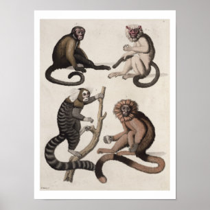 Monkeys (colour litho) poster