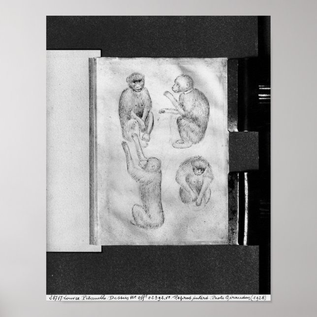 Monkeys, from The Vallardi Album Poster (Front)