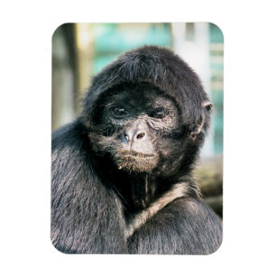MONKEYS MAGNET