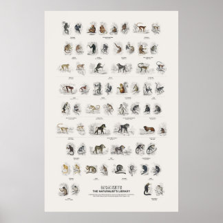 Monkeys - Naturalist's Library Poster