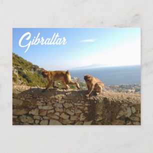 Monkeys on the Rock in Gibraltar Postcard