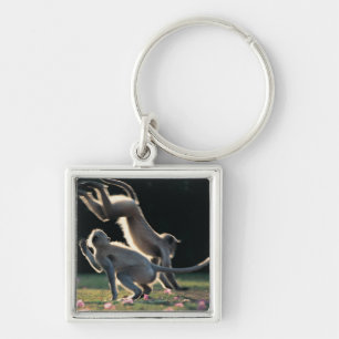 Monkeys playing key ring