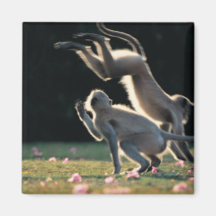 Monkeys playing magnet