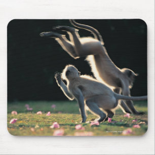 Monkeys playing mouse mat