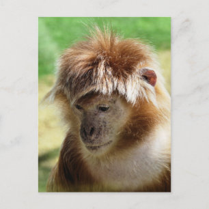 MONKEYS POSTCARD