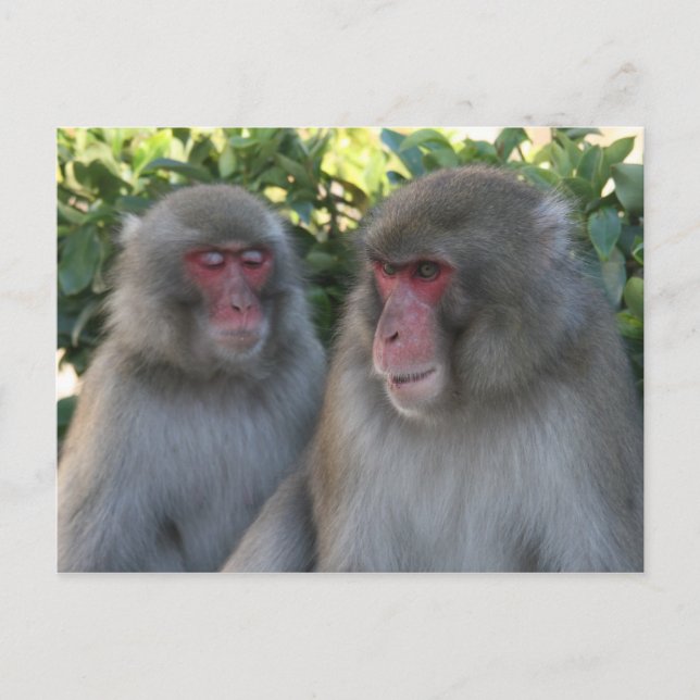 monkeys postcard (Front)