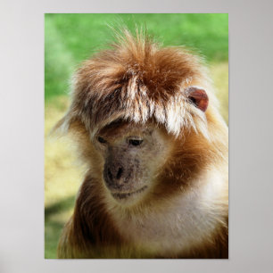 MONKEYS POSTER