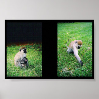 Monkeys Poster
