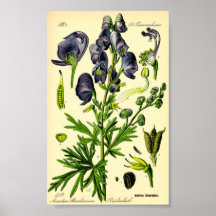 Monkshood (Aconitum napellus)