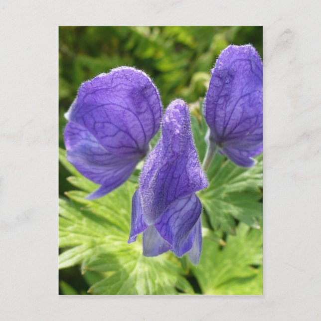 Monkshood Blossoms, Unalaska Island Postcard (Front)