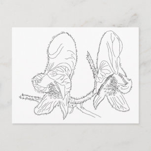 Monkshood Illustration Postcard