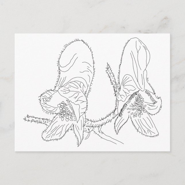 Monkshood Illustration Postcard (Front)