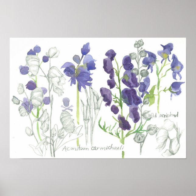 Monkshood Poisonous Plants Botanical Study Poster (Front)