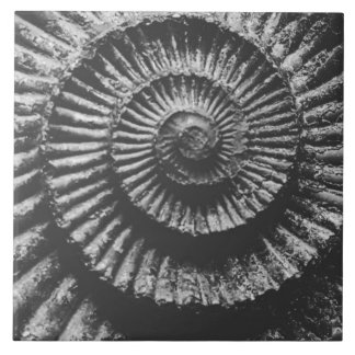 Monochrome ammonite large tile