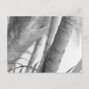 Monochrome Bamboo Postcard