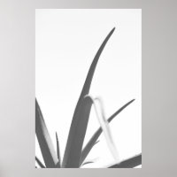 Monochrome Black White Aloe Plant Leaves